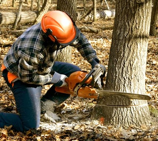 Tree Removal in Biggers, AR